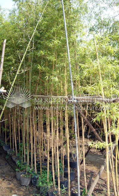 China yellow bamboo